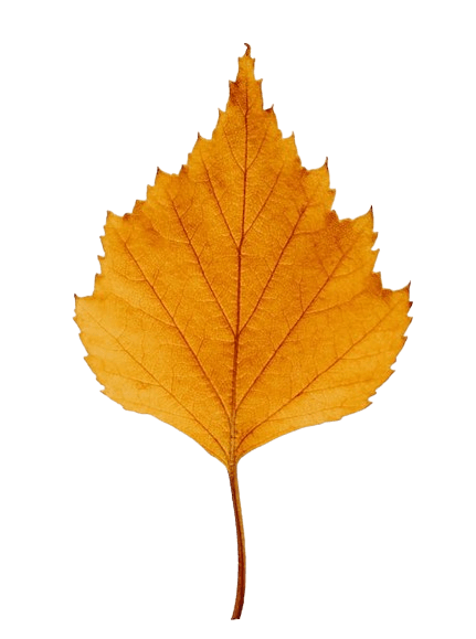 Leaf